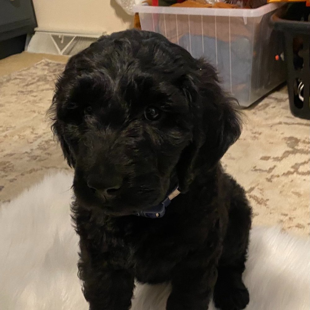 Meet your Posher, Sirlet - Picture 1 of 1